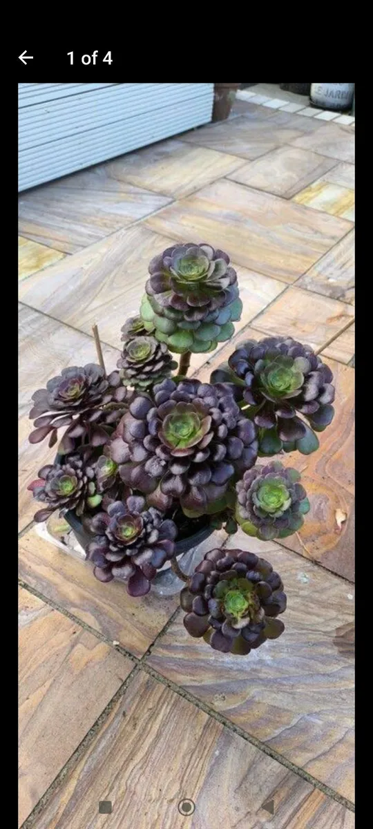 Garden plants - Image 3