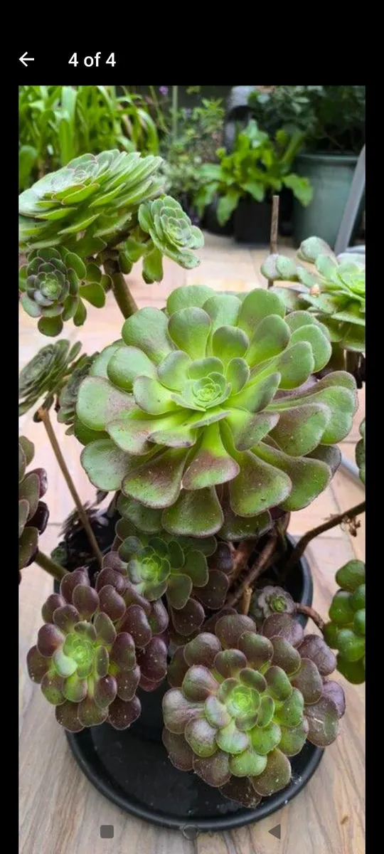 Garden plants - Image 4