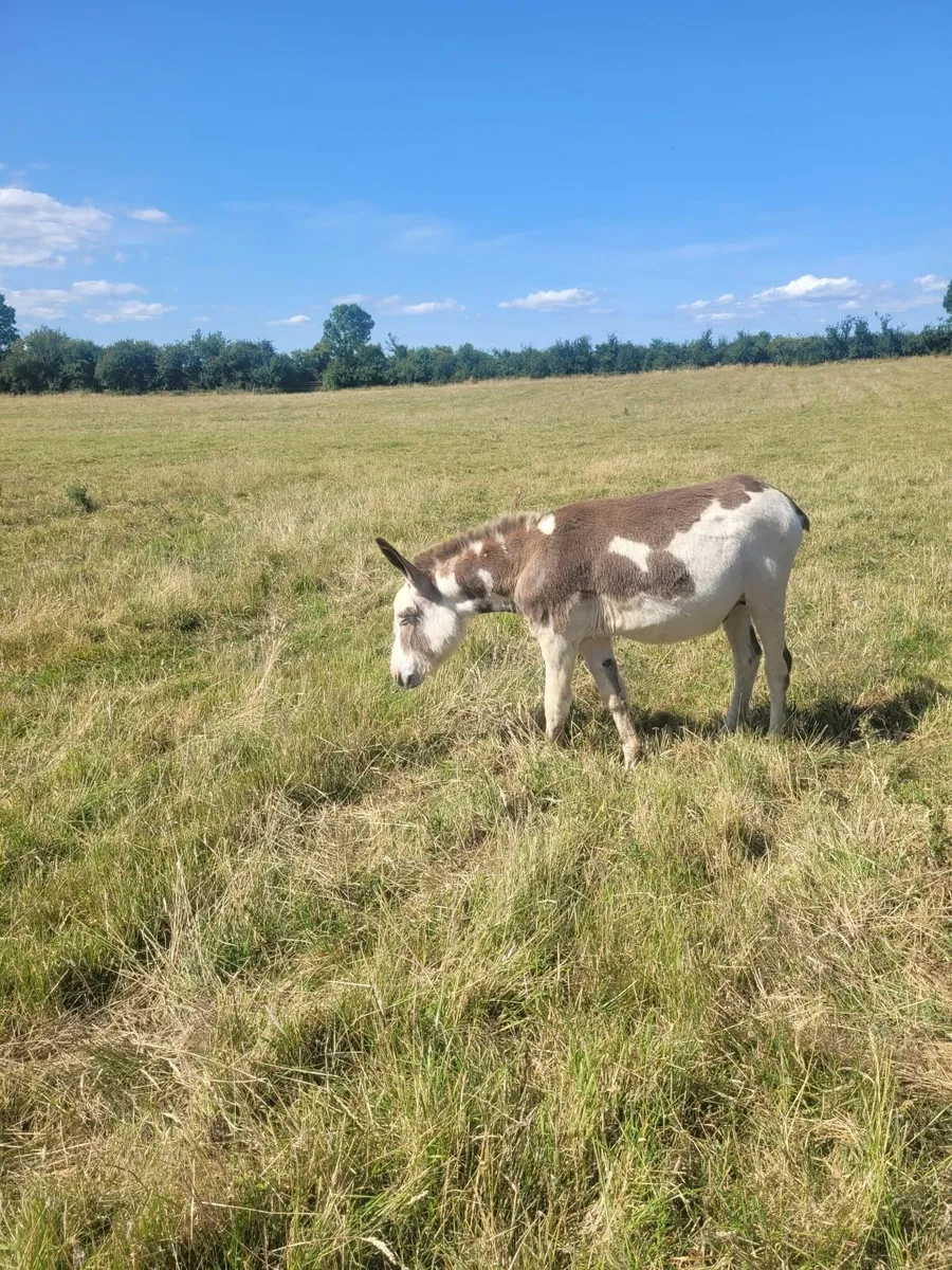 Donkeys - Image 1