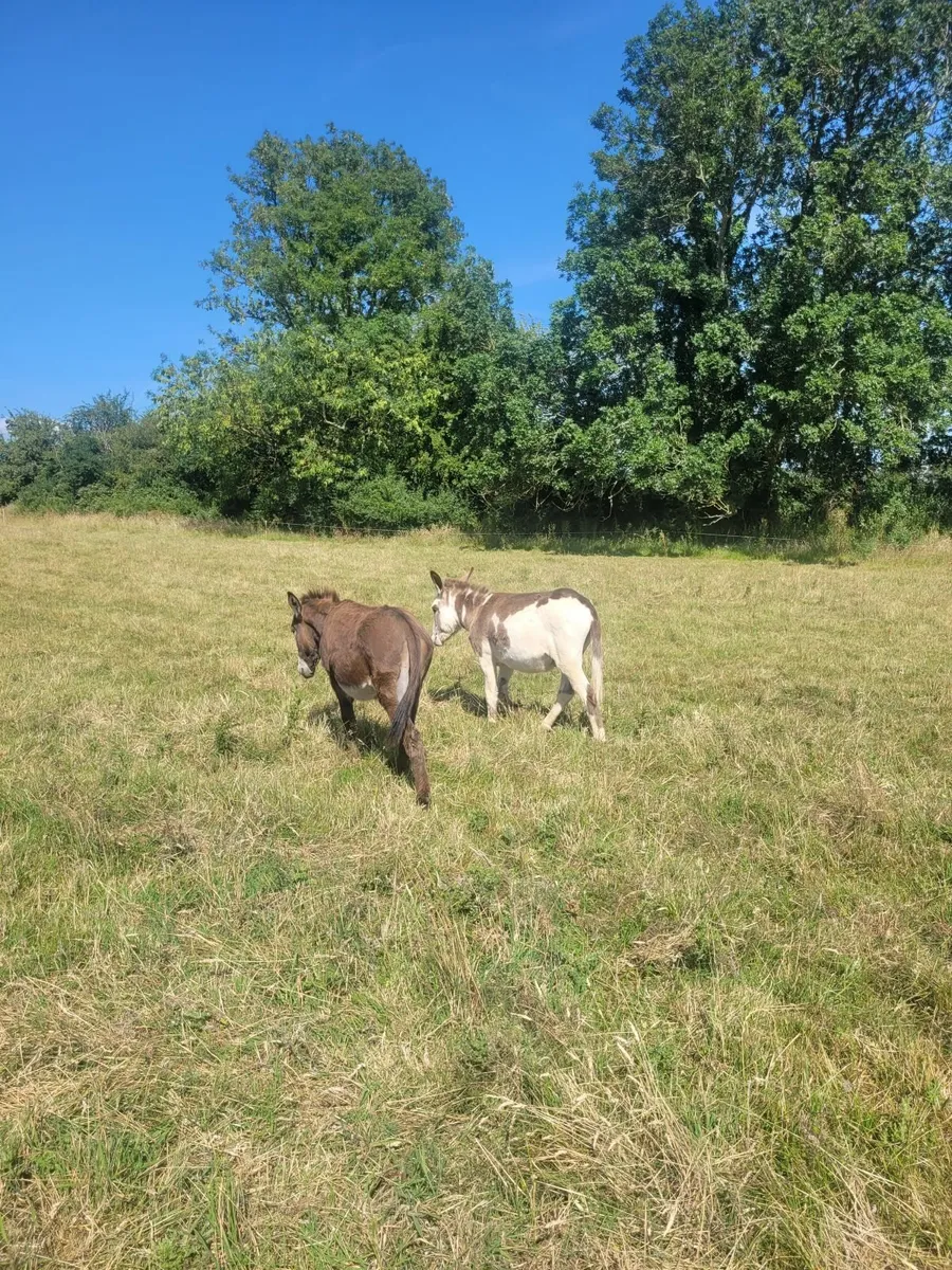 Donkeys - Image 2
