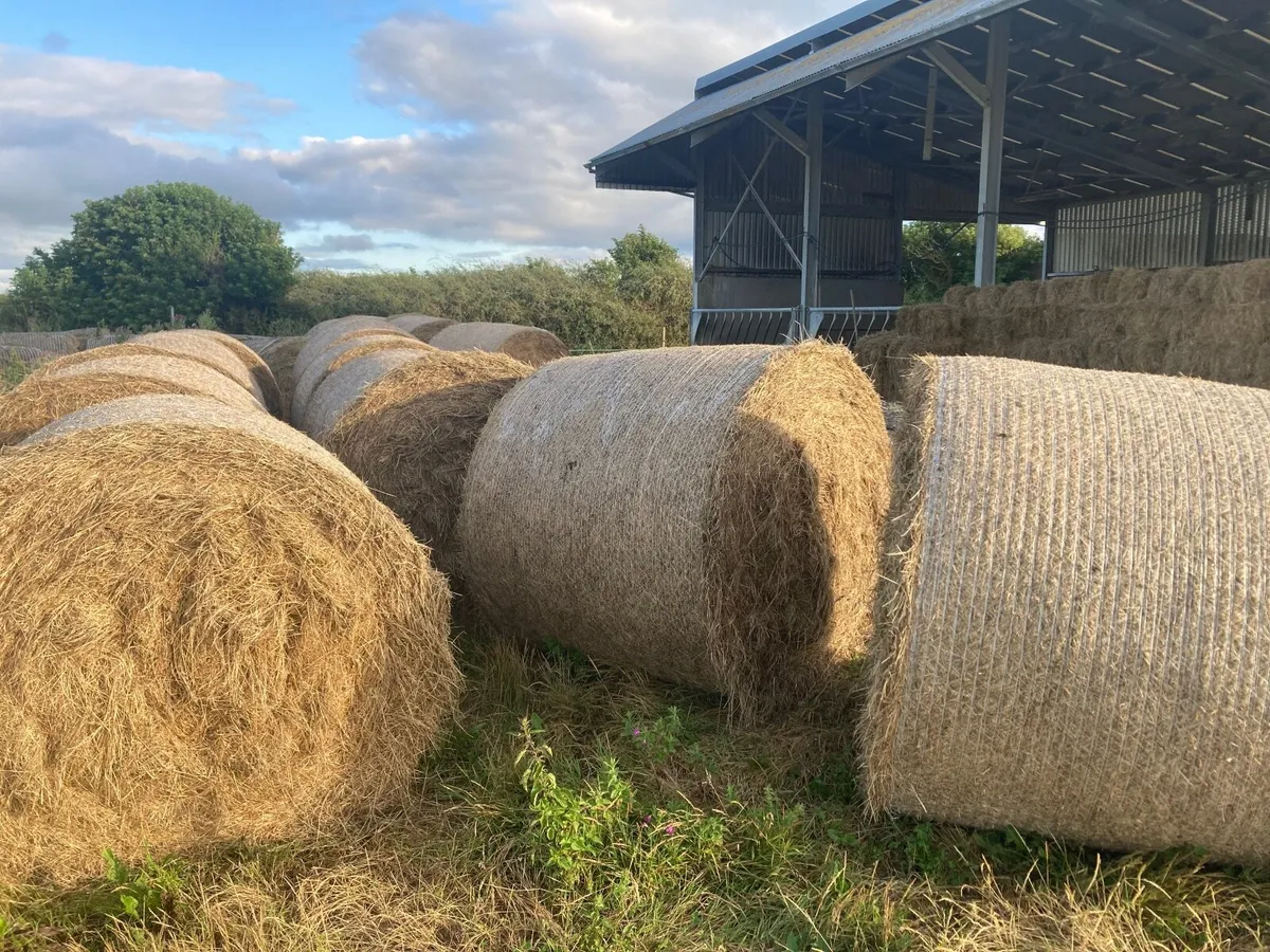16 Organic round bales surplus - Image 2