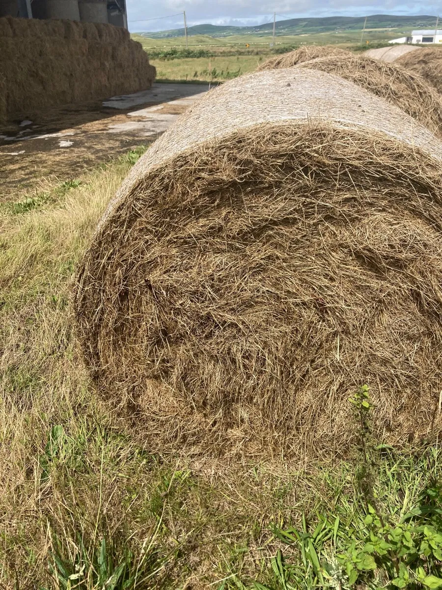 16 Organic round bales surplus - Image 3
