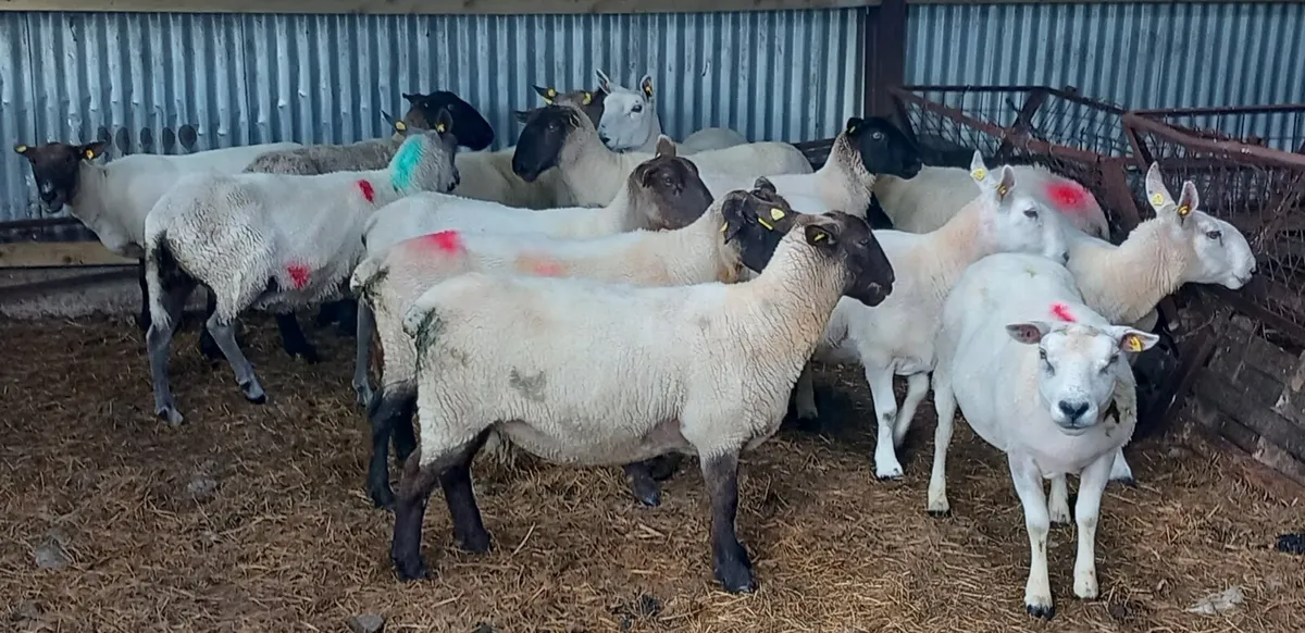 BREEDING EWES - Image 1