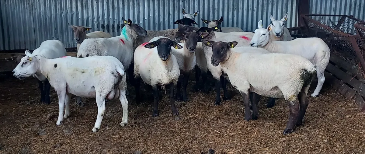 BREEDING EWES - Image 2