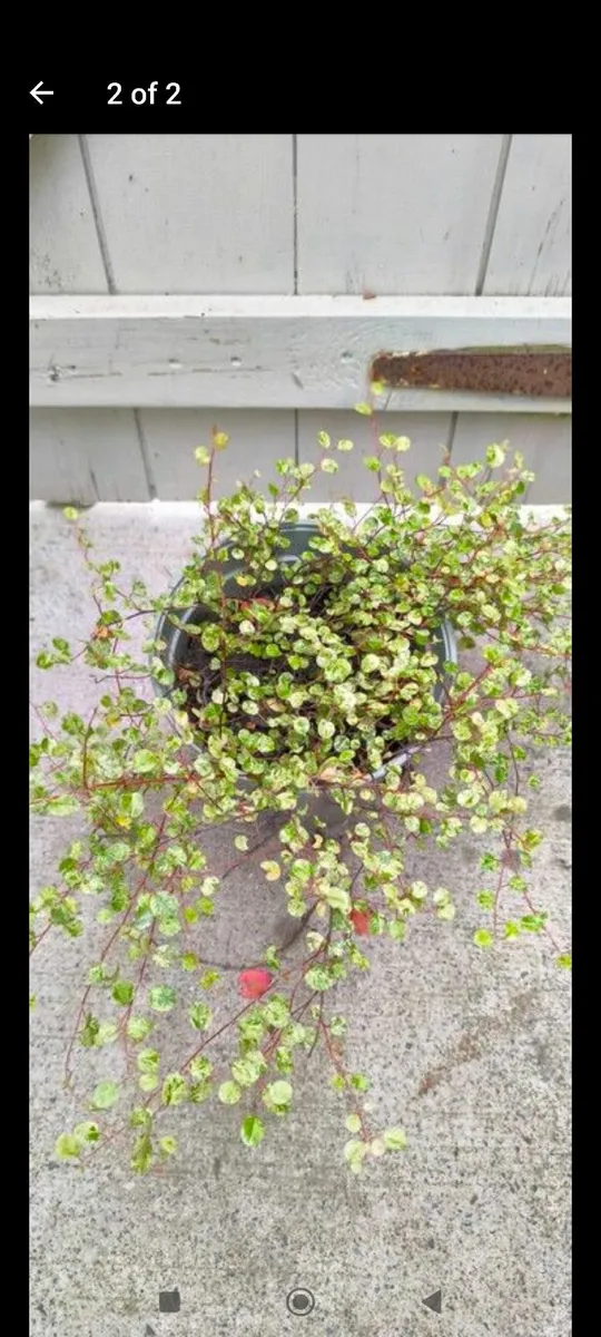 Garden plants - Image 1