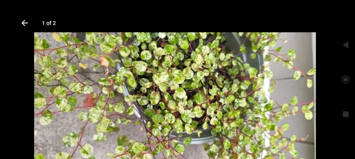 Garden plants - Image 2