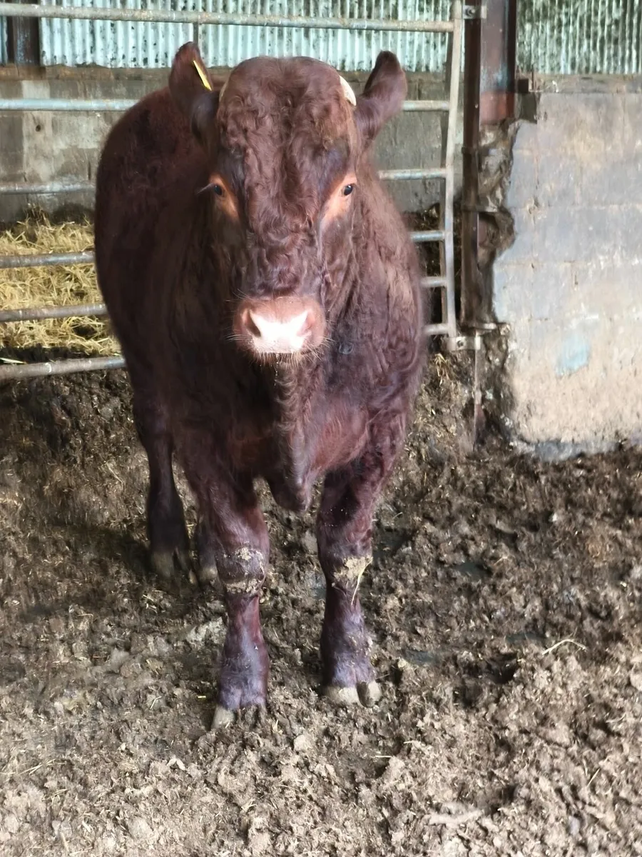 Pedigree registered Saler bull - Image 1