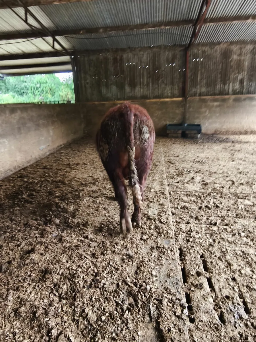 Pedigree registered Saler bull - Image 2