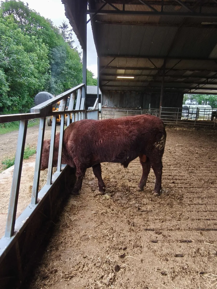Pedigree registered Saler bull - Image 4