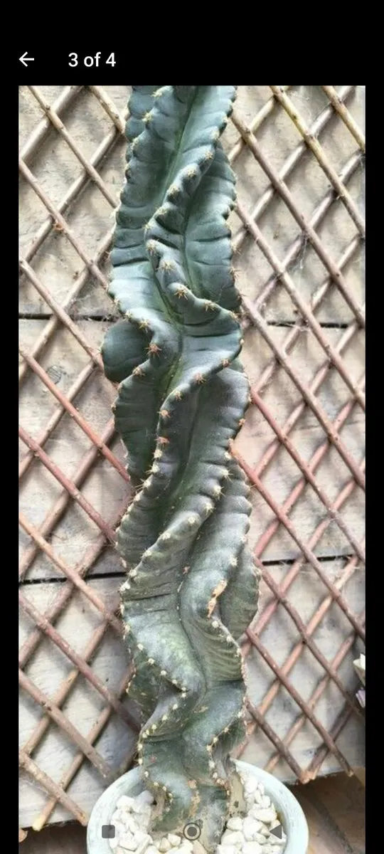 Garden plants - Image 1