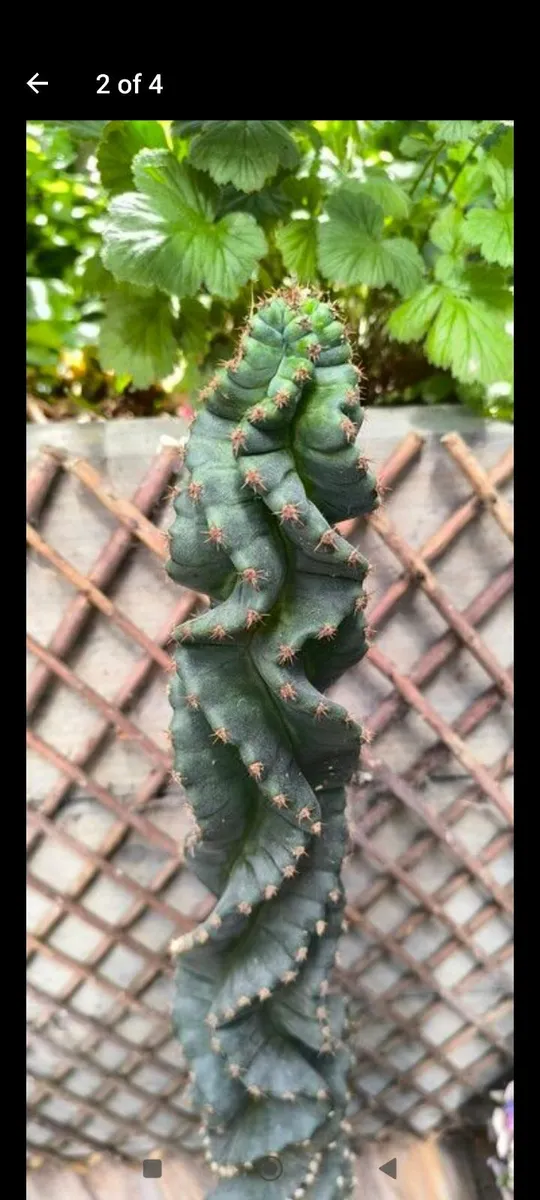 Garden plants - Image 2
