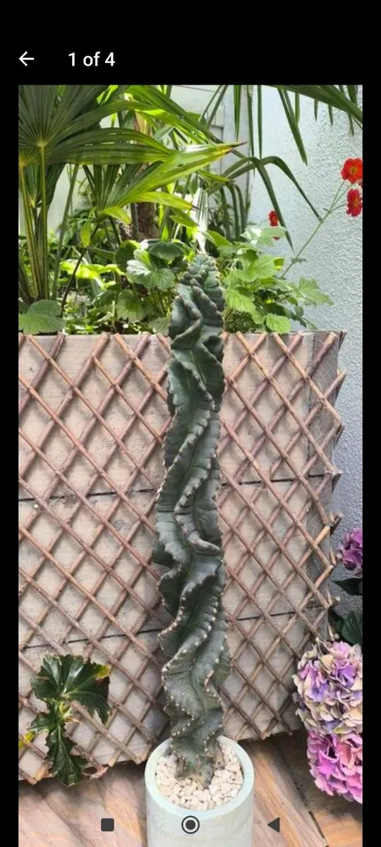 Garden plants - Image 3