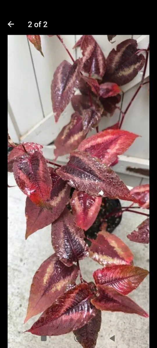 Garden plants - Image 1