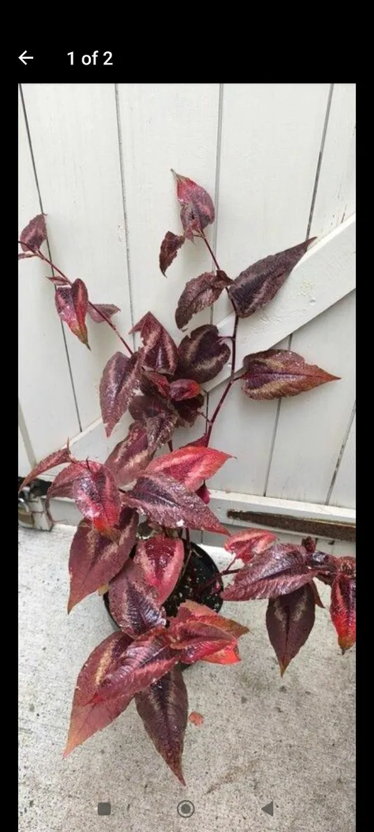 Garden plants - Image 2