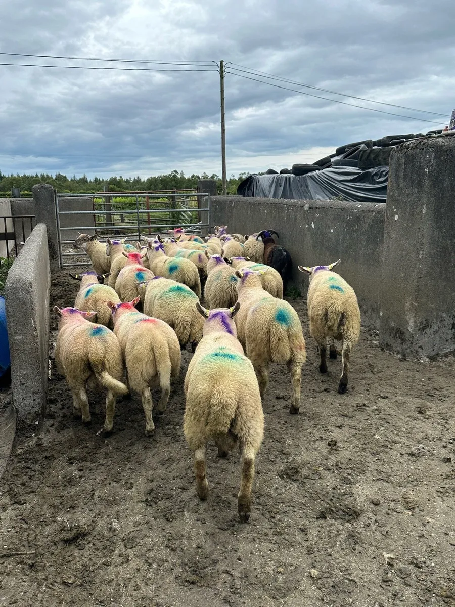 23 super store ram lambs - Image 1