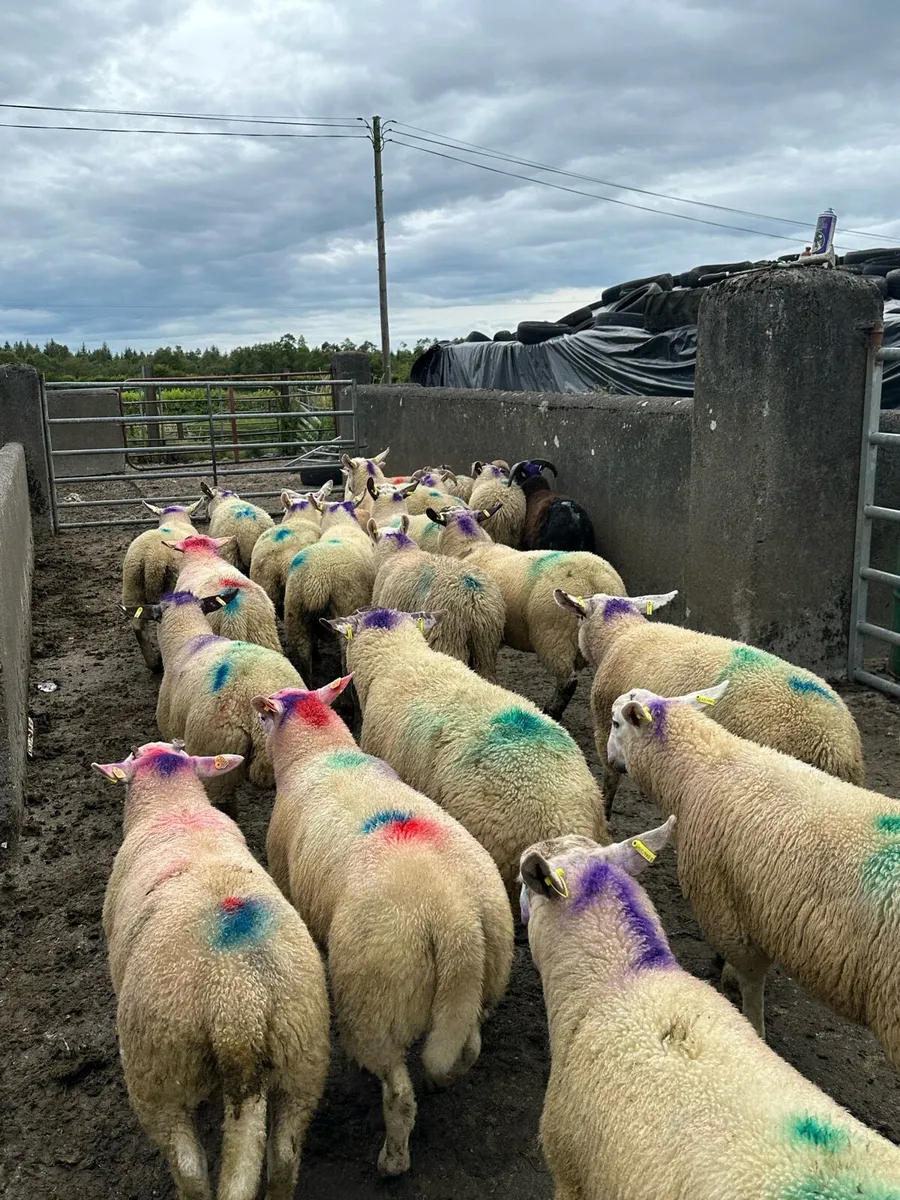 23 super store ram lambs - Image 2