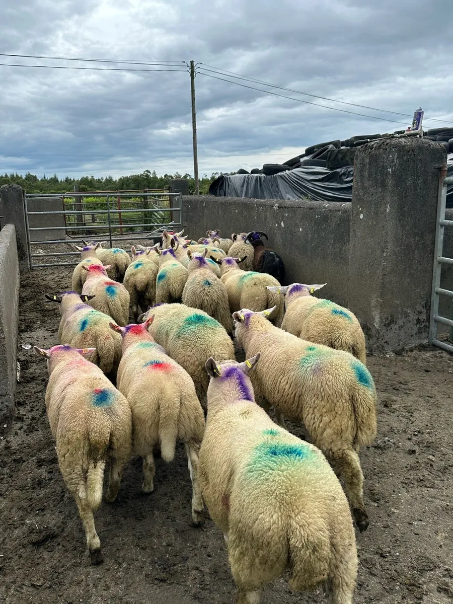 23 super store ram lambs - Image 3
