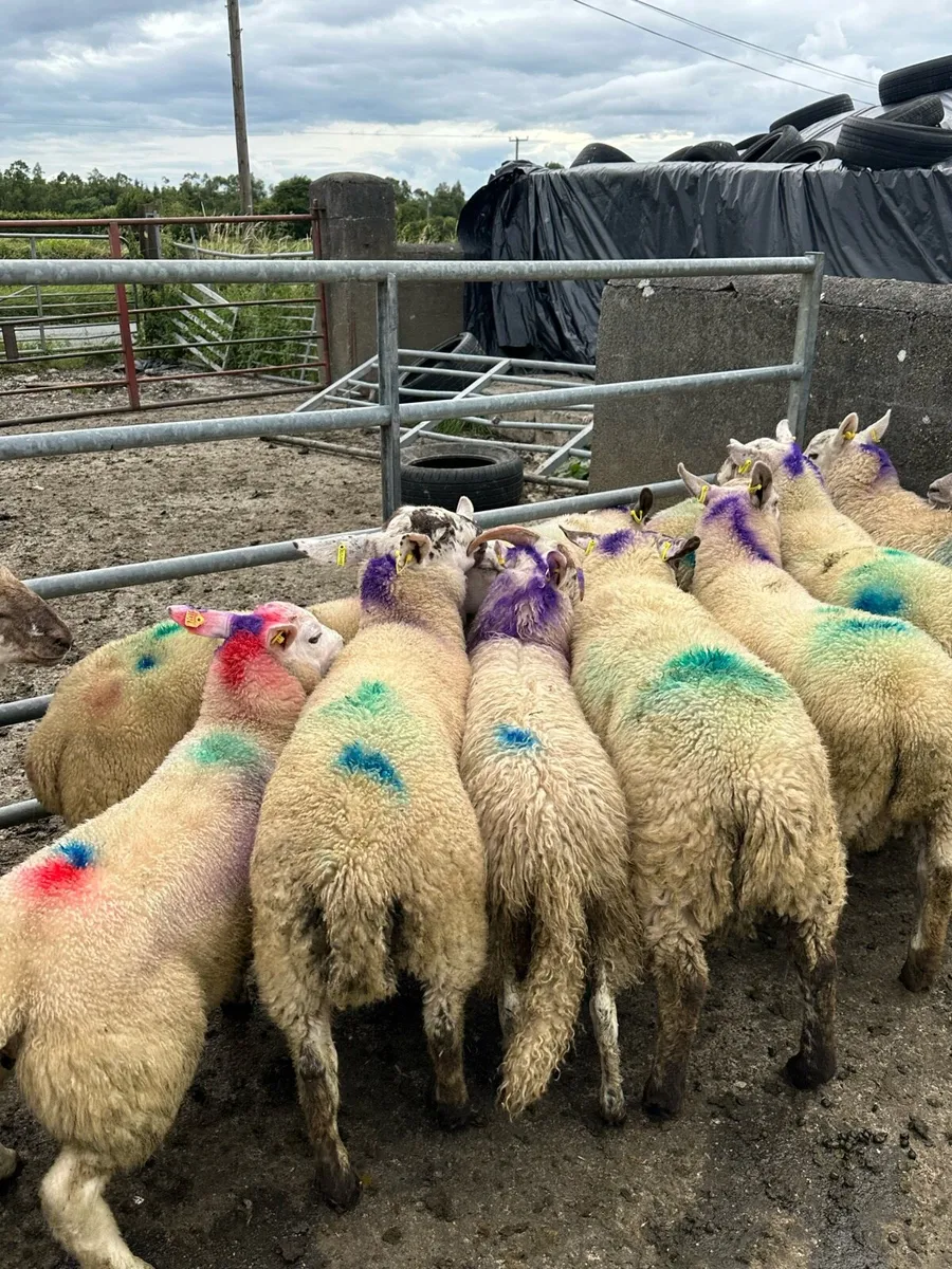 23 super store ram lambs - Image 4