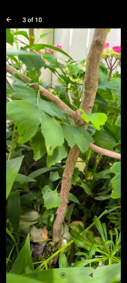 Garden plants - Image 2