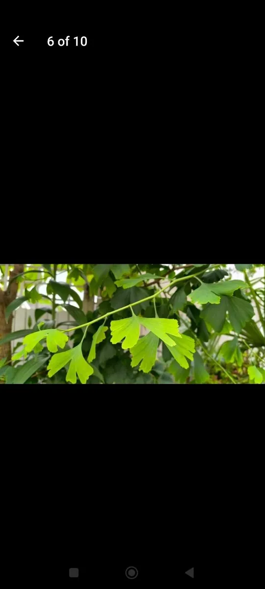 Garden plants - Image 3