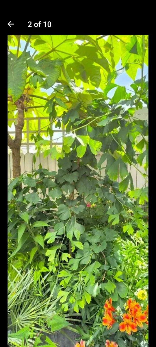 Garden plants - Image 4