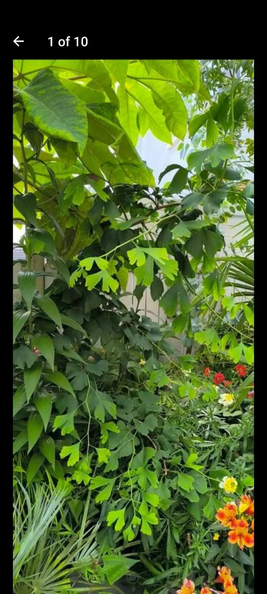 Garden plants - Image 1