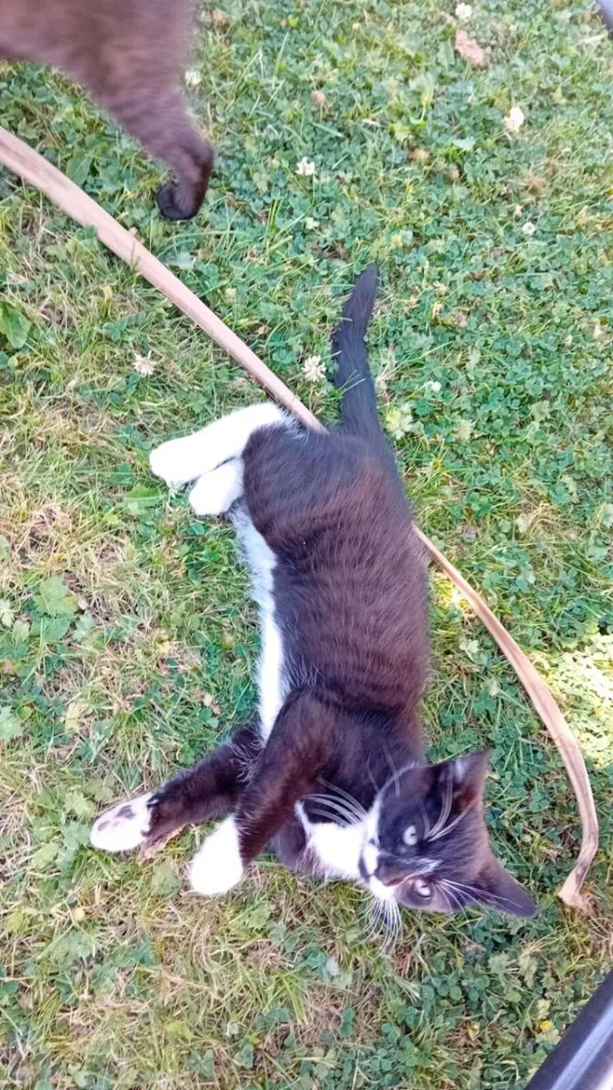 Kittens - Image 2