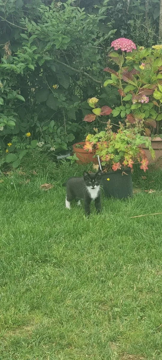 Kittens - Image 3