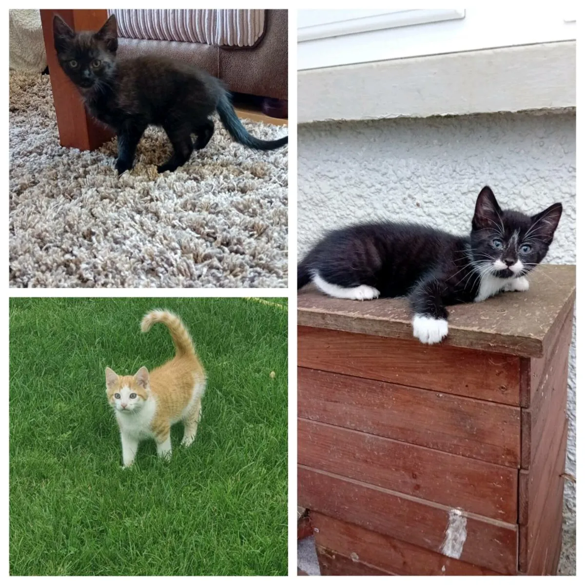 Kittens - Image 1