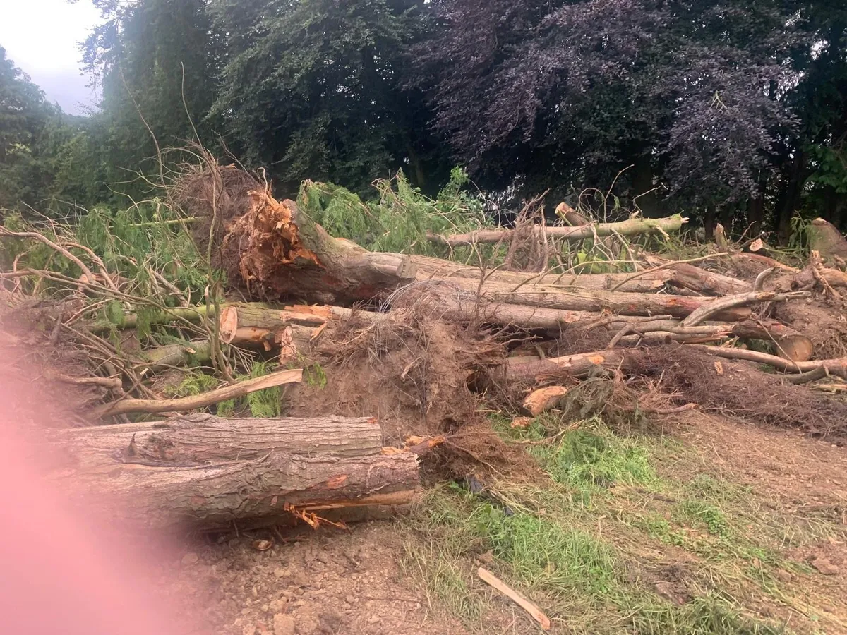 Free firewood - Image 1