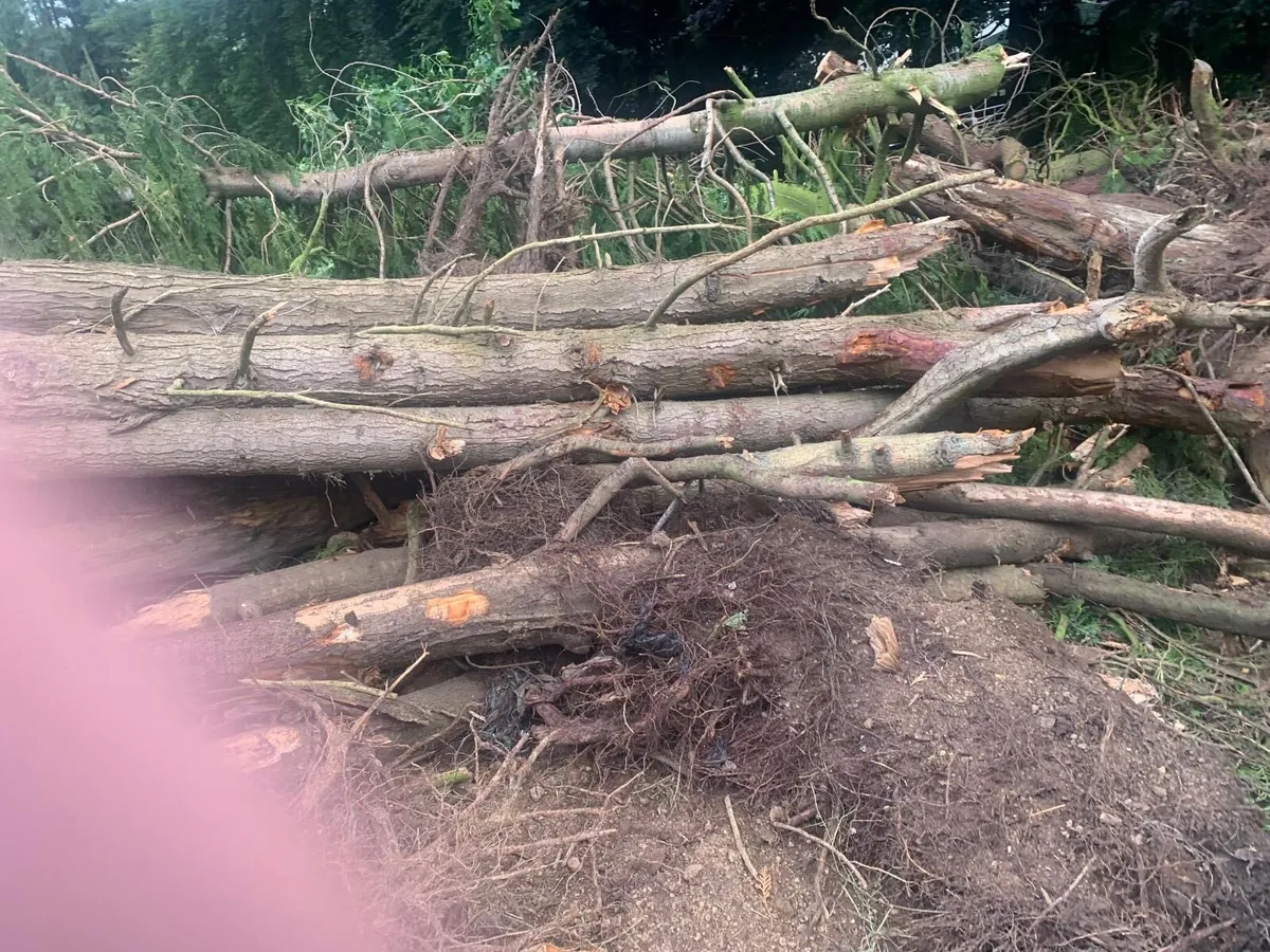 Free firewood - Image 2