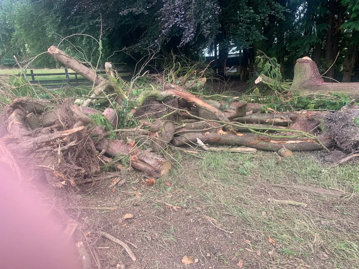 Free firewood - Image 3
