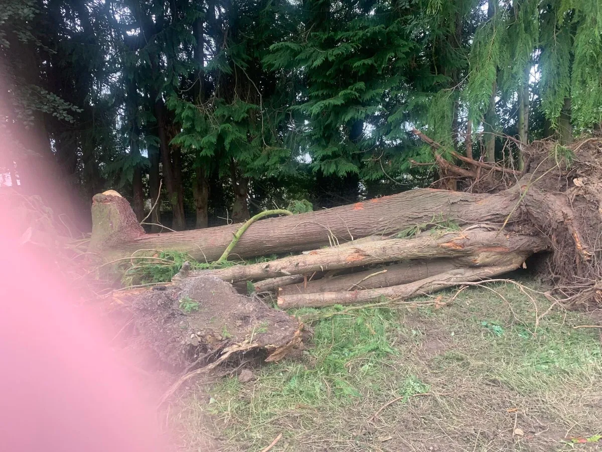 Free firewood - Image 4