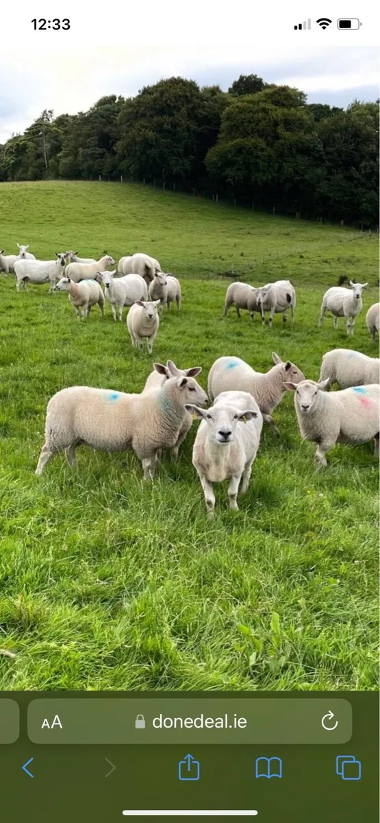 lambs - Image 1