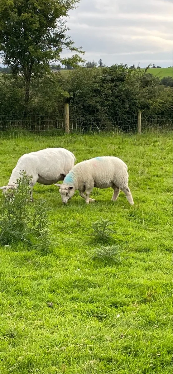 lambs - Image 2