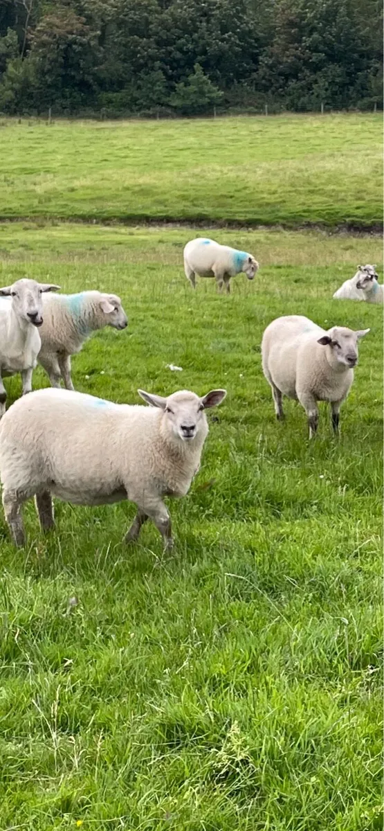 lambs - Image 3