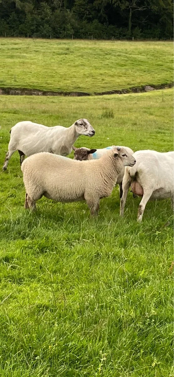 lambs - Image 4