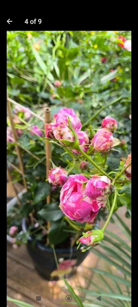 Garden plants - Image 1