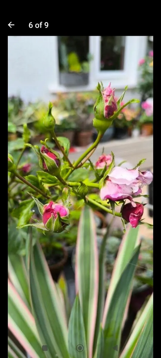 Garden plants - Image 2