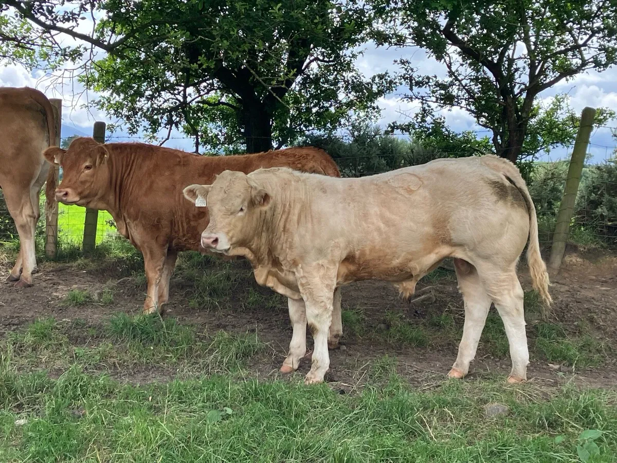 Kilcullen mart CH BULLS 350-450kgs - Image 1