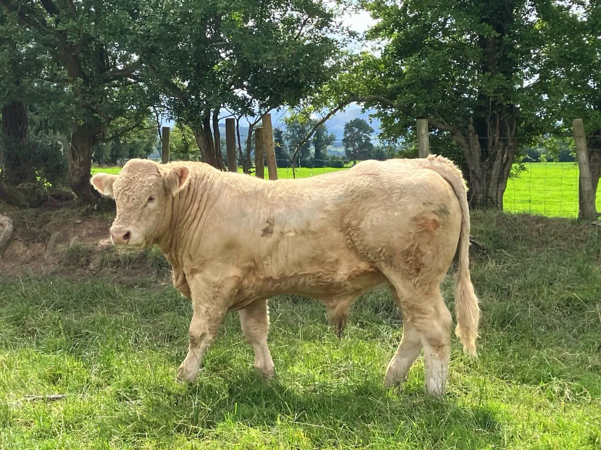 Kilcullen mart CH BULLS 350-450kgs - Image 2