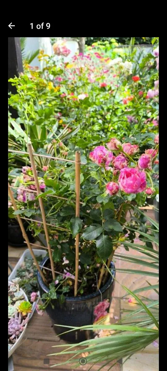 Garden plants - Image 3