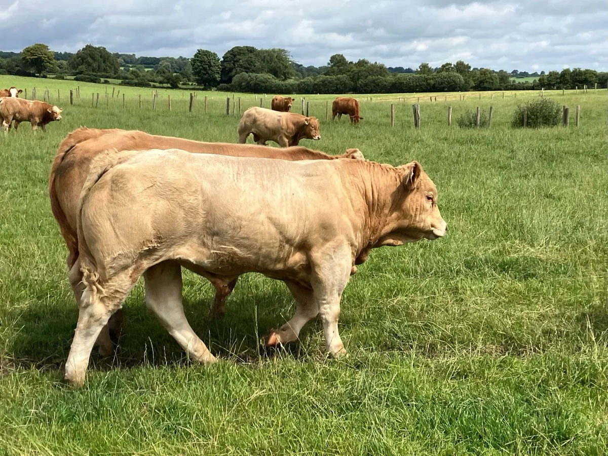 Kilcullen mart CH BULLS 350-450kgs - Image 3