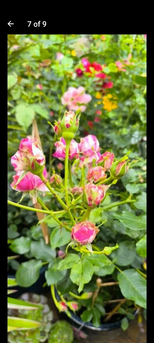 Garden plants - Image 4