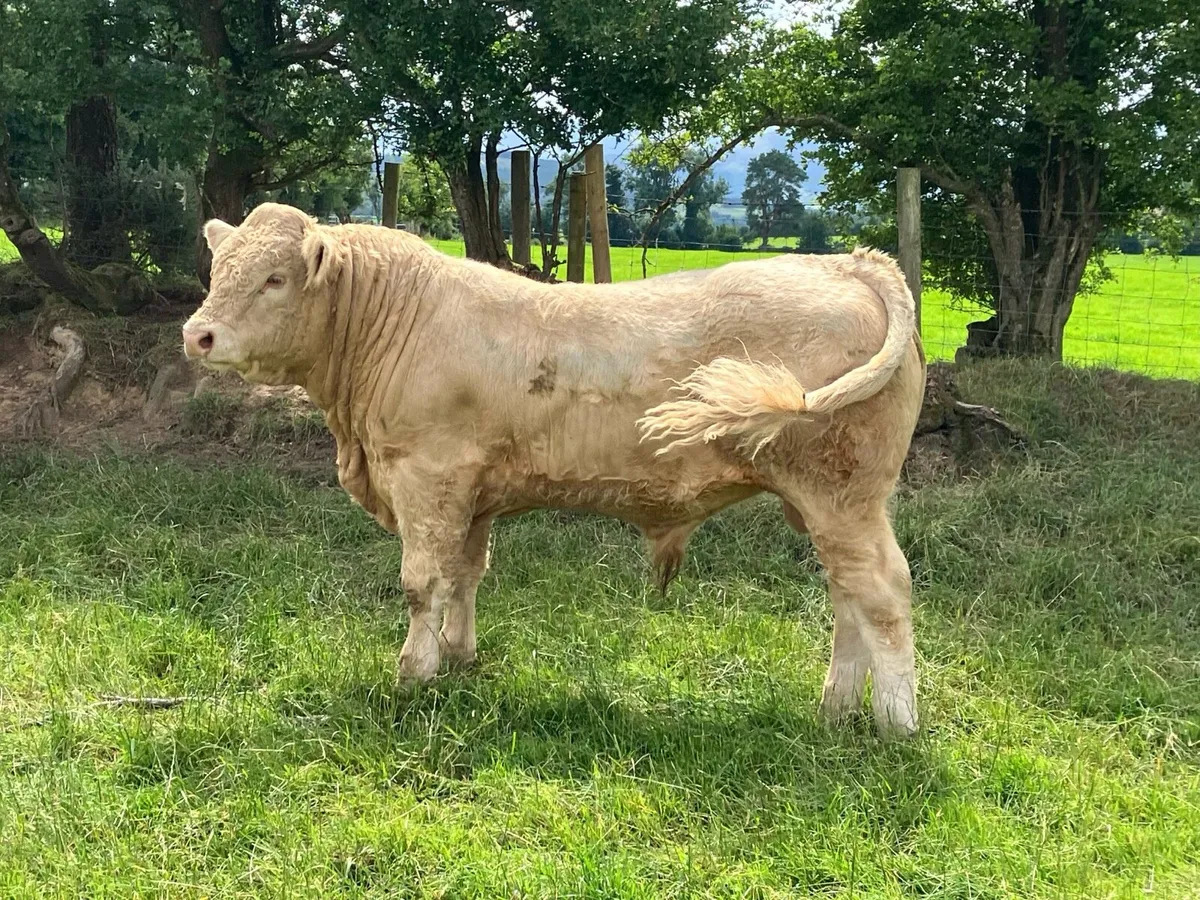 Kilcullen mart CH BULLS 350-450kgs - Image 4