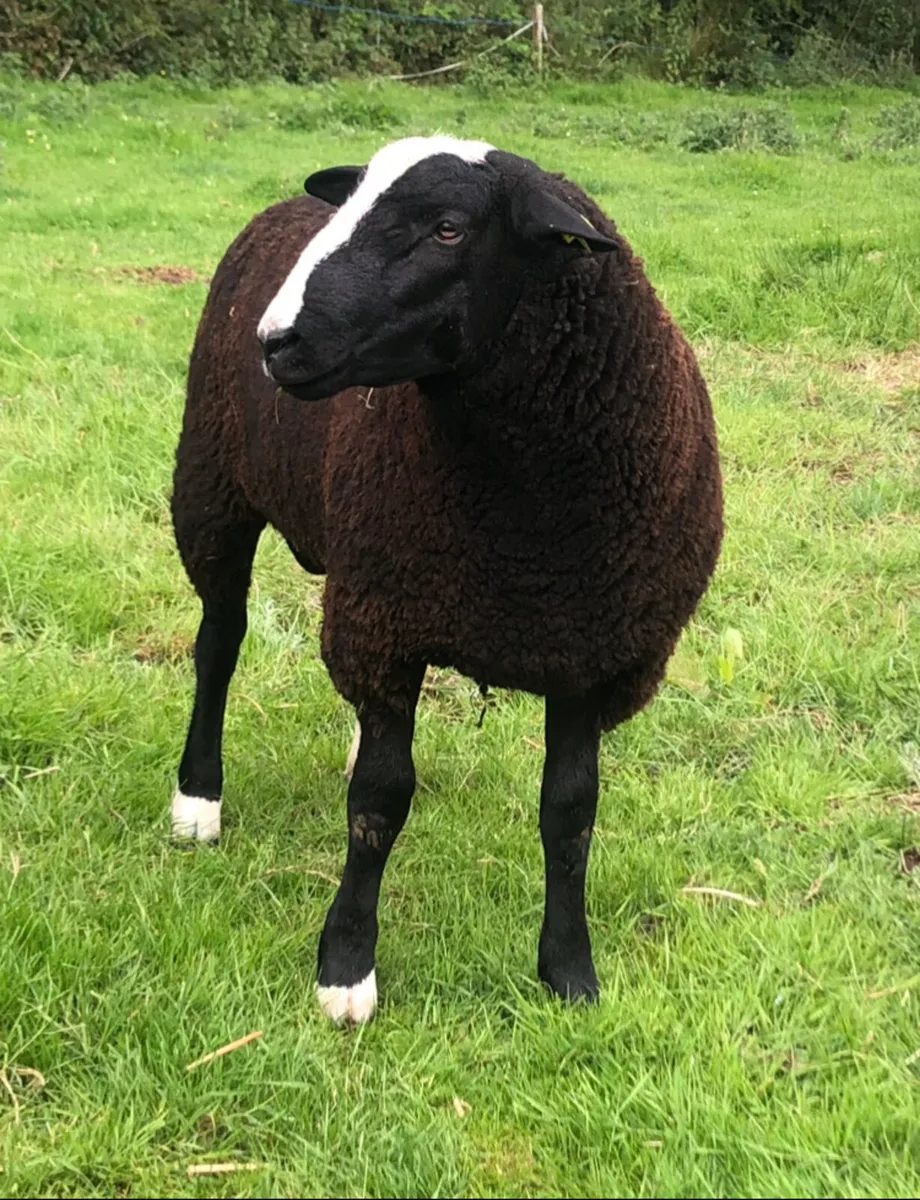 SIS Eligible Zwartble Ram Lamb - Image 3
