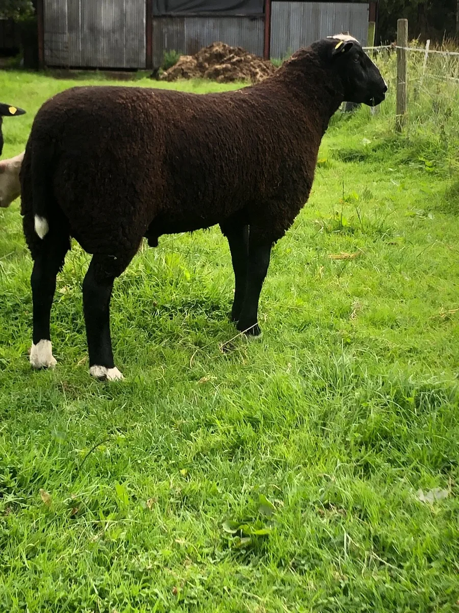 SIS Eligible Zwartble Ram Lamb - Image 2