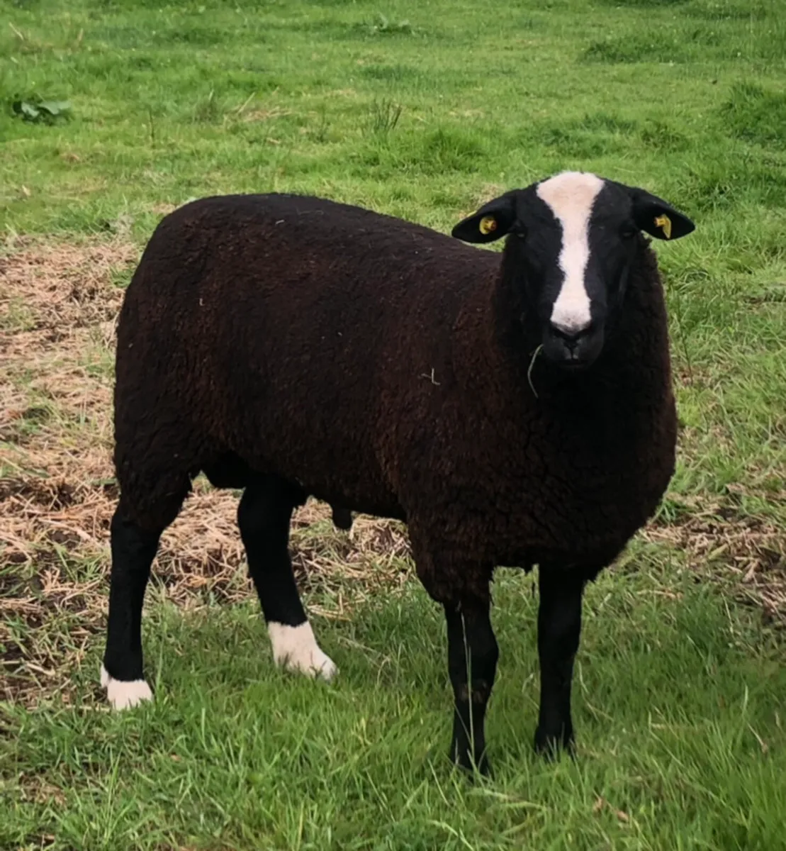 SIS Eligible Zwartble Ram Lamb - Image 4