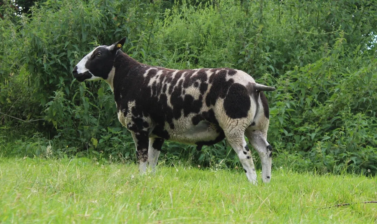 Pedigree Dutch Spotted Hogget Ram - Image 2
