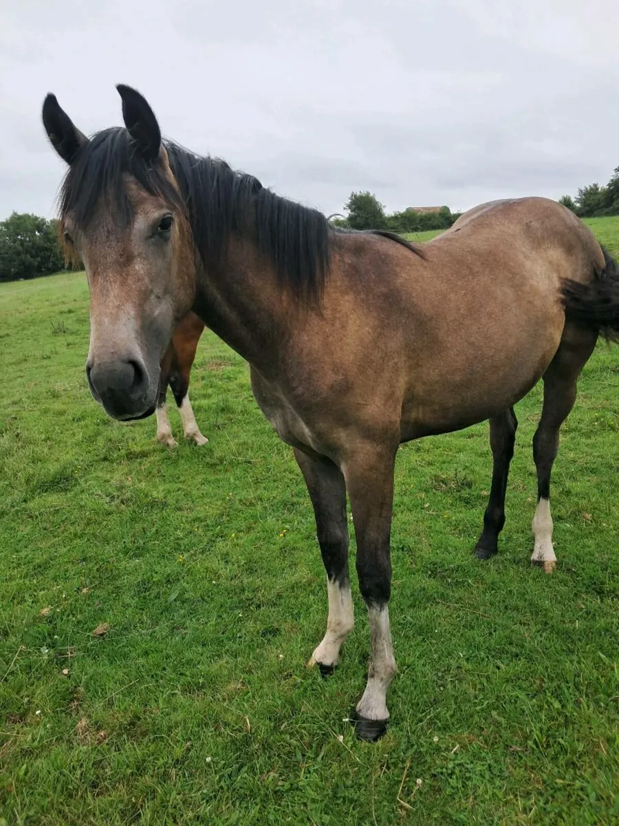 Yearling Filly - Image 4